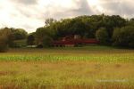 Taliesin Tour 31