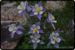 Wildflowers At Brainard Lake