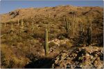 Cactus Forest 11