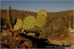 Cactus Forest 14