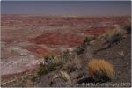 Painted Desert 16