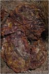 Petrified Forest 2