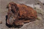 Petrified Forest 5