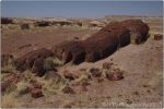 Red Petrified Forest 7