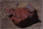 Petrified Forest 9