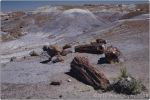 Petrified Forest 15