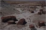 Petrified Forest 35