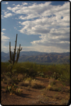 Saguaro East Natl Park 4