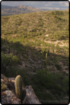 Saguaro East Natl Park 8