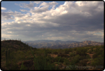 Saguaro East Natl Park 12