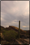 Saguaro East Natl Park 14