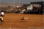 Tucson Rodeo 15