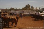 Tucson Rodeo 16