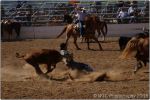 Tucson Rodeo 46