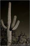 1st Tucson B&W 23