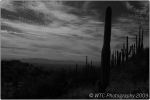 1st Tucson B&W 88