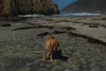 cali_bigsur_0910_176.jpg