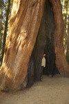 cali_sequoia_1110_145.jpg