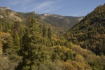 cali_sequoia_1110_246.jpg