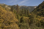 cali_sequoia_1110_250.jpg