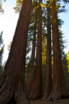 cali_yosemite_1010_349.jpg