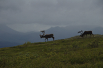 alaska_denali_july10_055.jpg