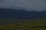 alaska_denali_july10_059.jpg