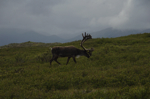 alaska_denali_july10_065.jpg