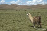 SCT_Bolivia_011_SaltFlats.jpg