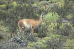 SCT_Chile_752_TorresDelPaine.jpg