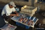 SCT_Morocco_336_Essaouira.jpg