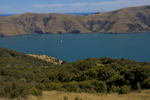 shorty_nz_akaroa_0212_19.jpg